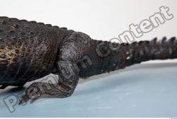 Tail Crocodile